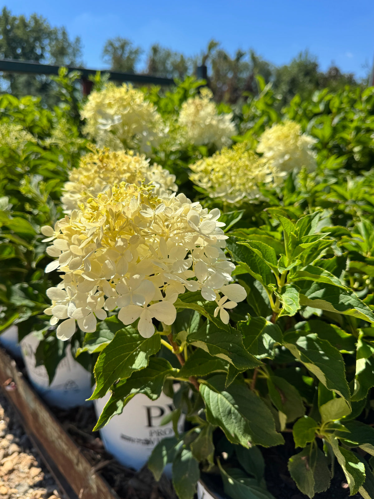 Hydrangea ‘ Puffer Fish’