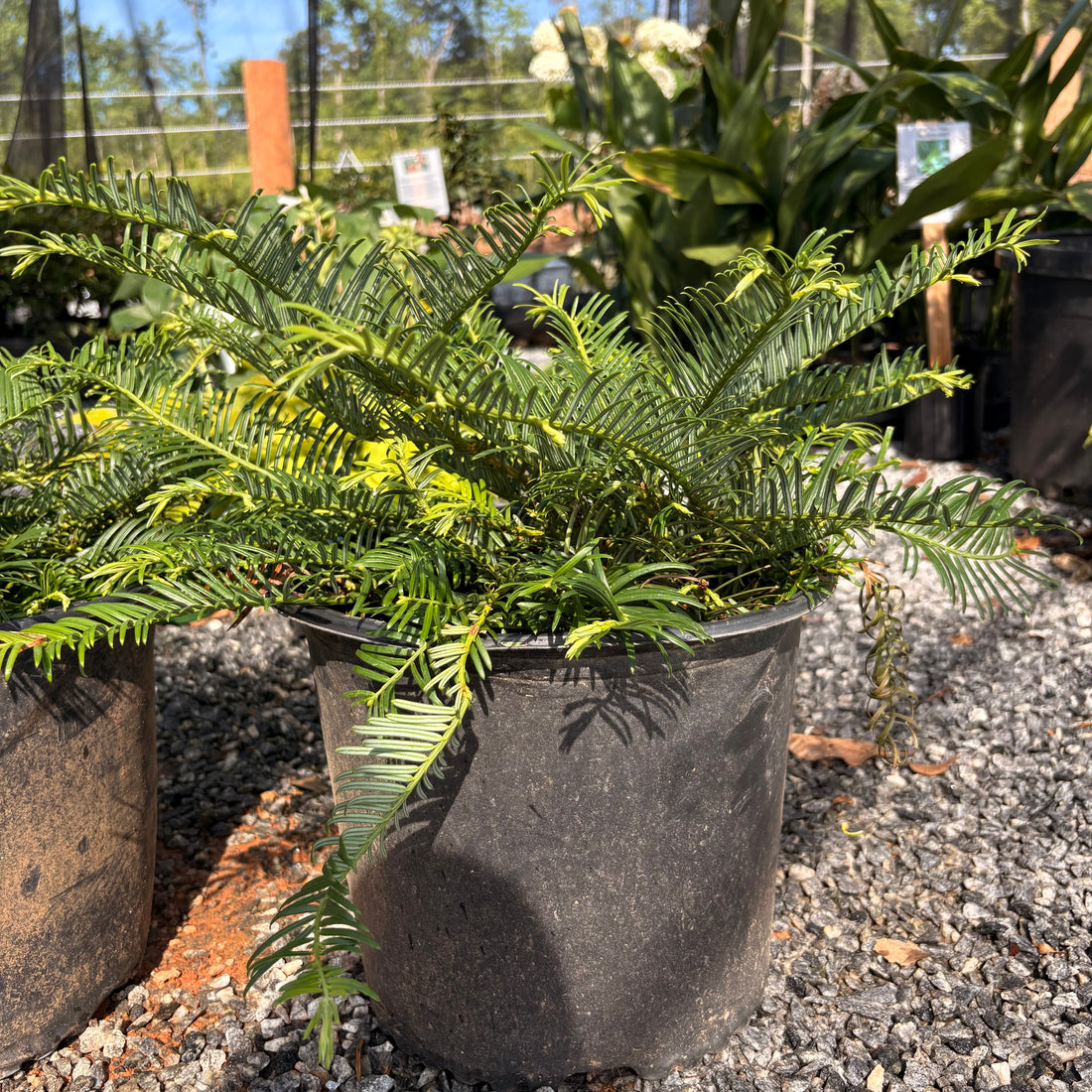 Prostrata Yew