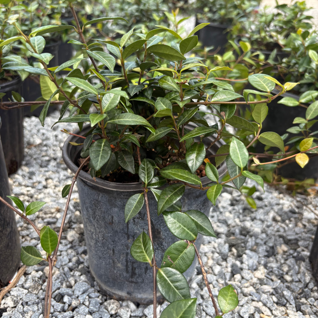 Asiatic Jasmine 