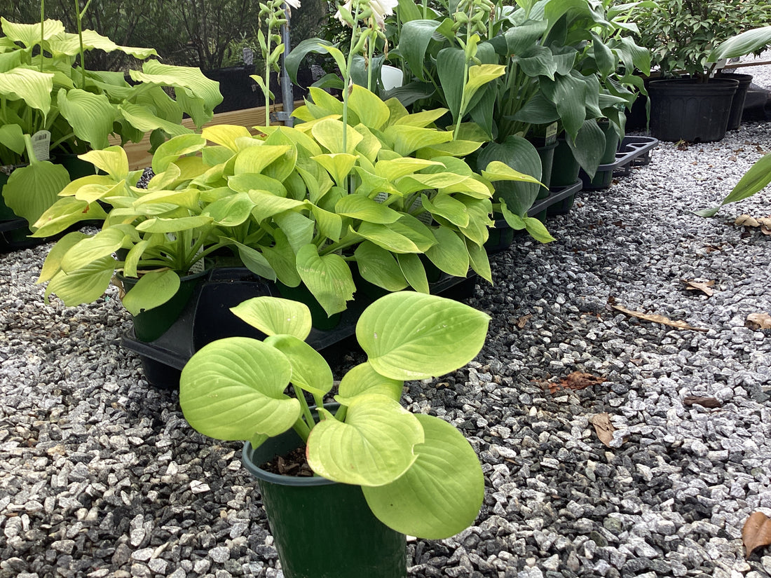 Hosta Dwarf Buttercup