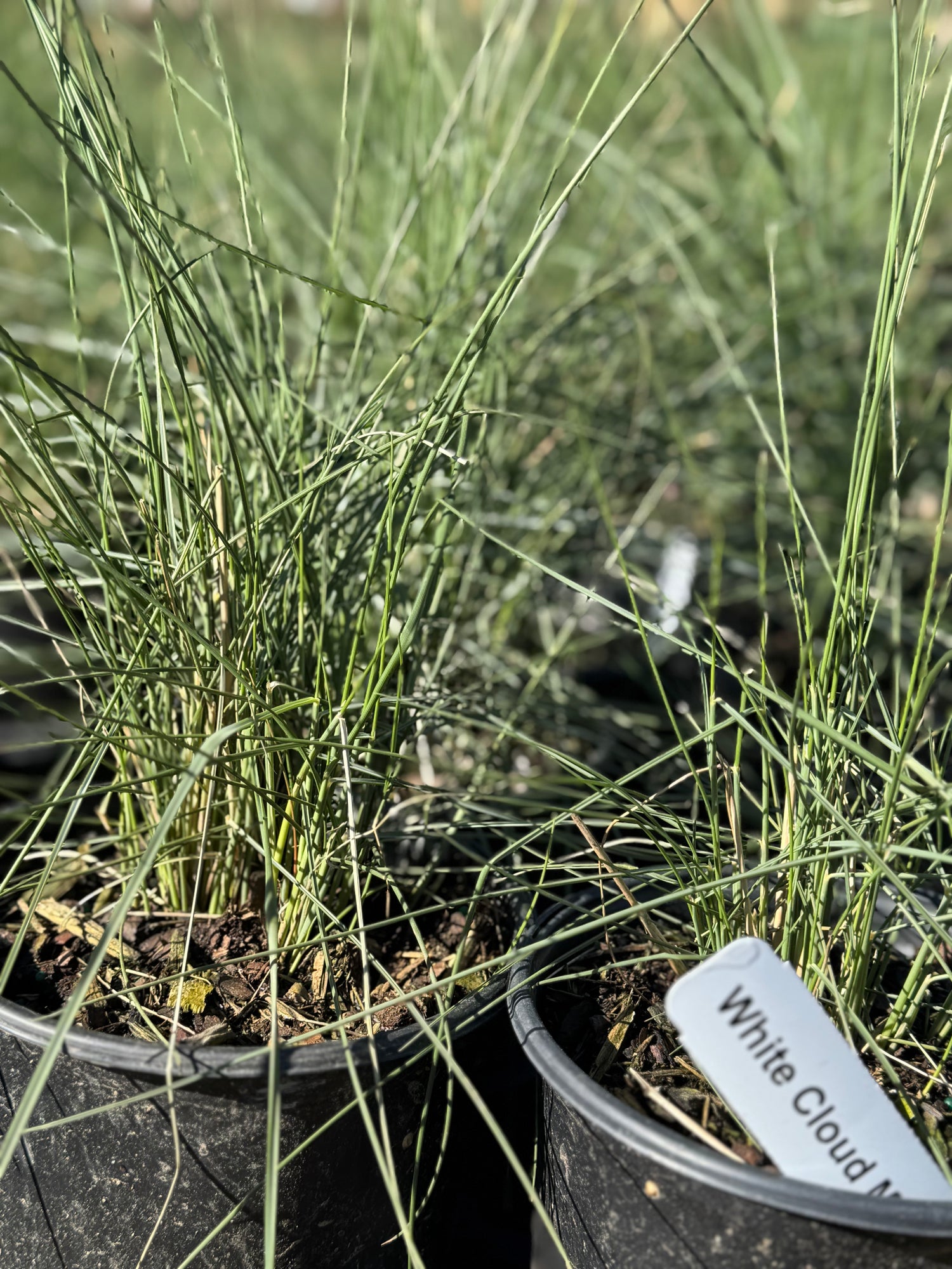 White Cloud Muhly Grass