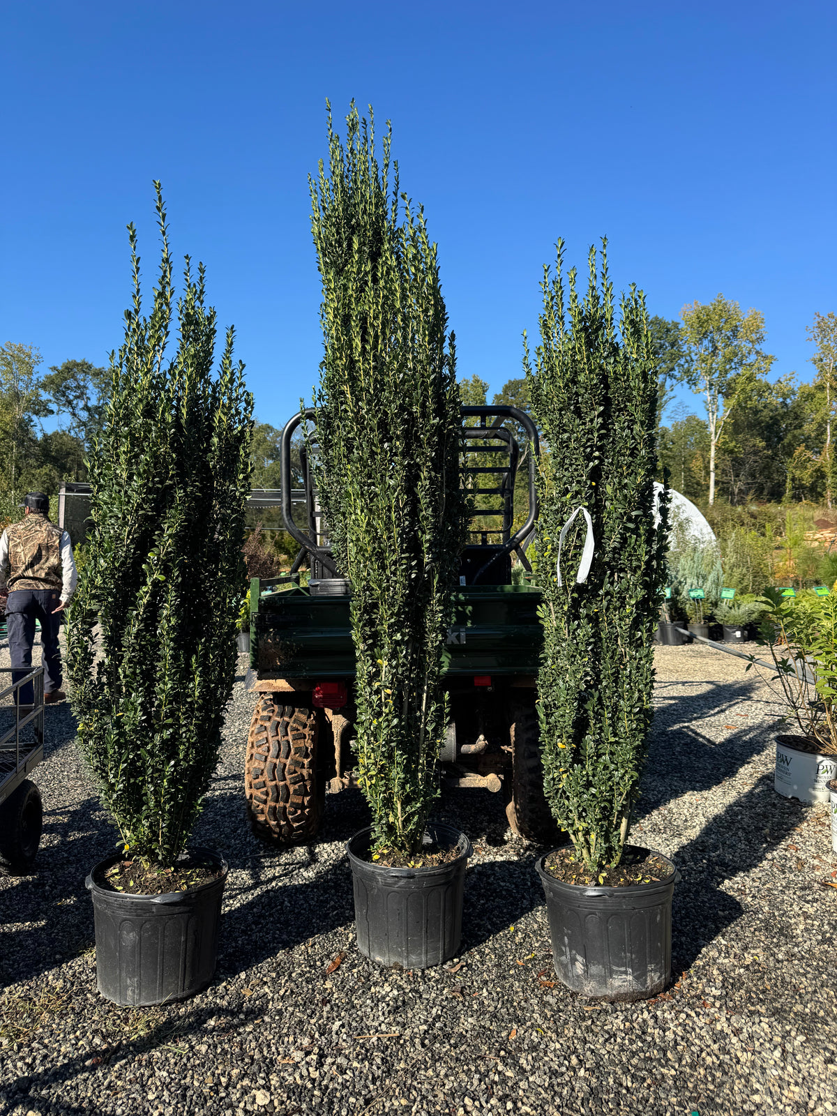 Ilex Sky Pencil Japanese Holly 
