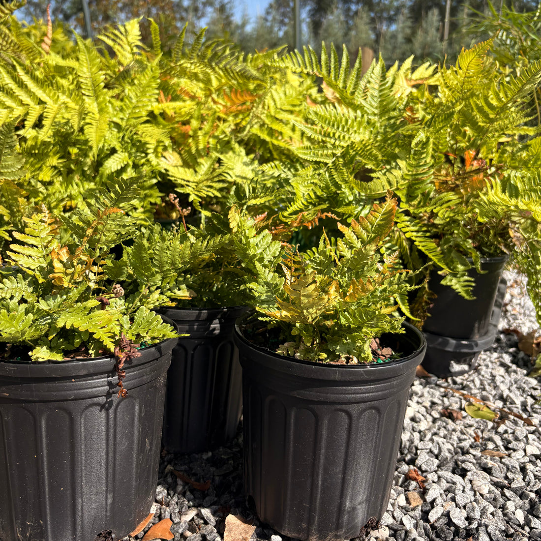 Autumn fern