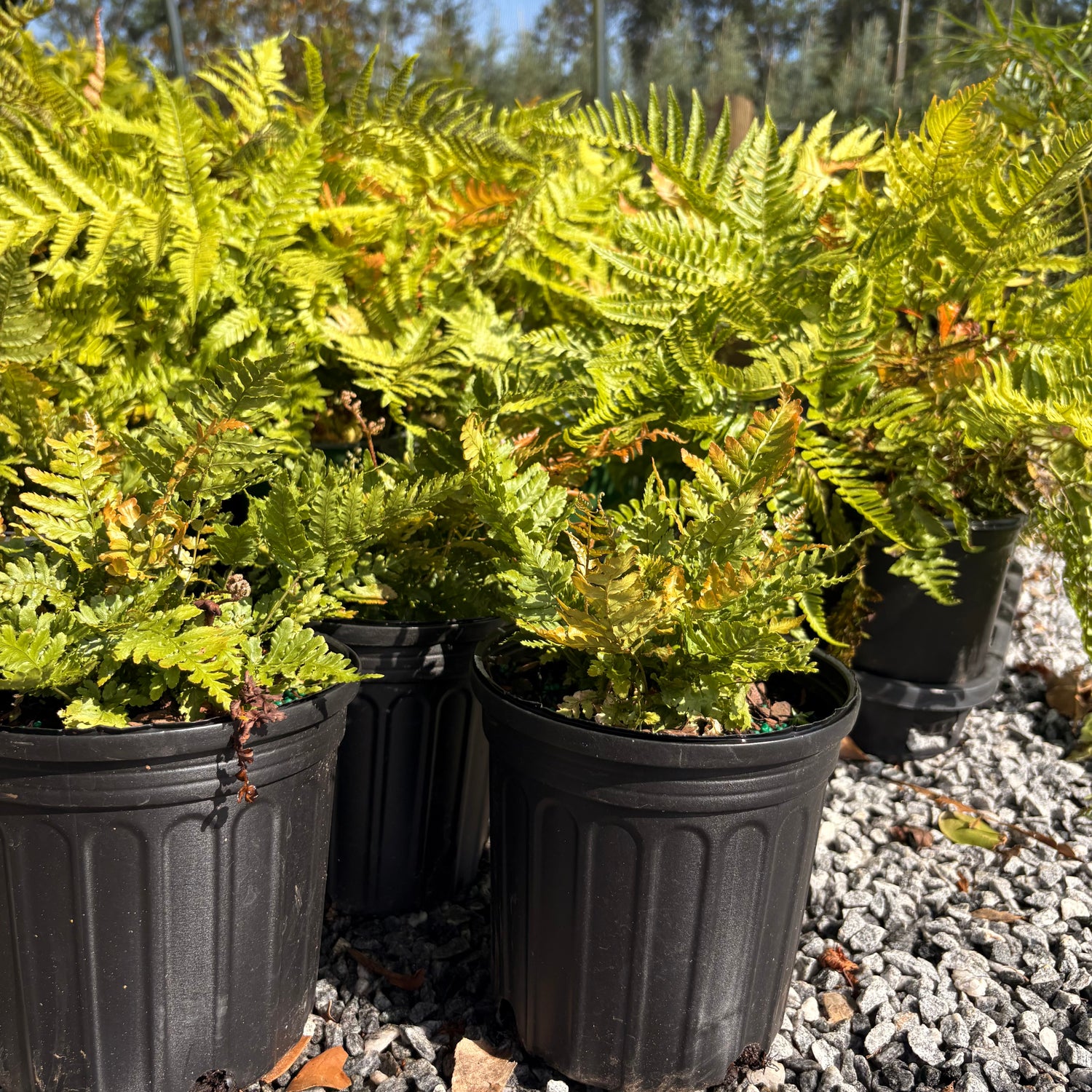 Autumn fern