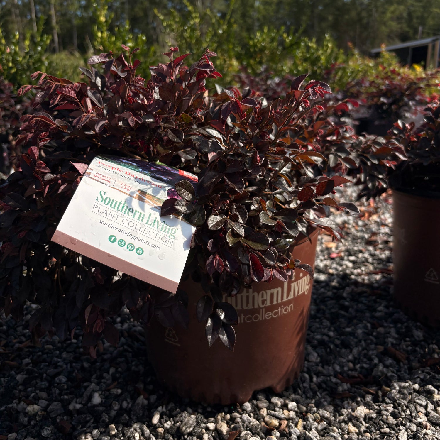 Purple Daydream Loropetalum