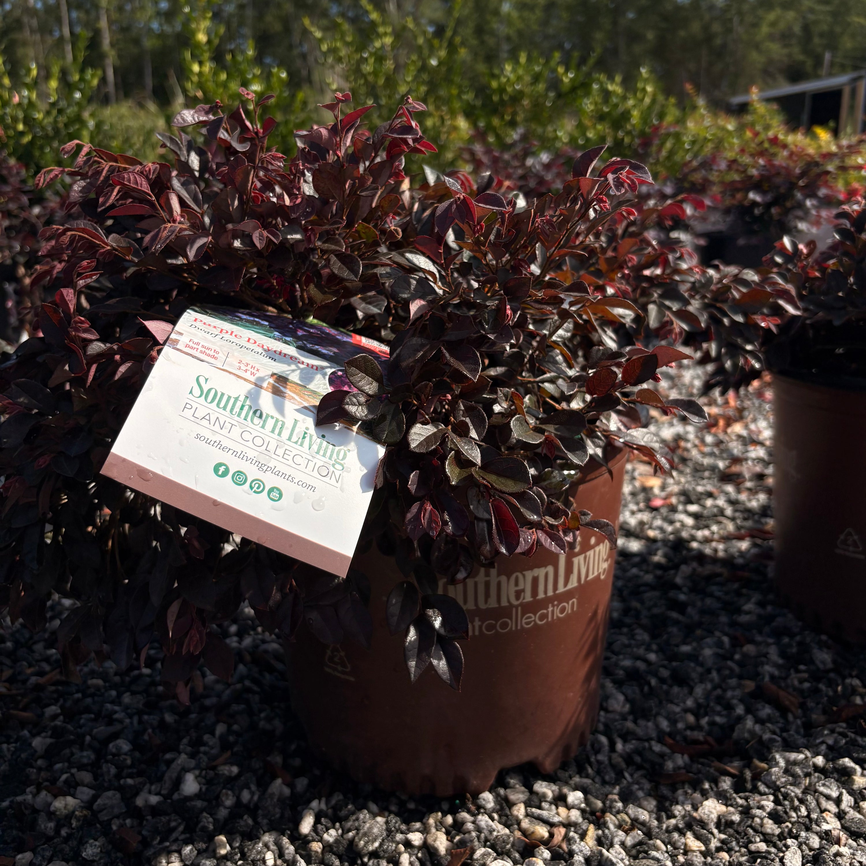 Loropetalum &