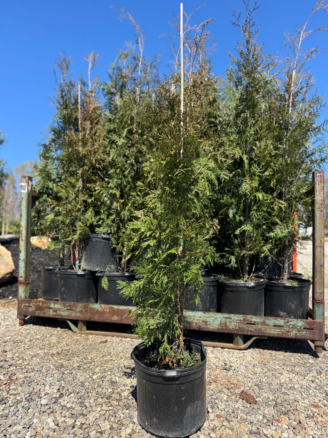 American Pillar Arborvitae