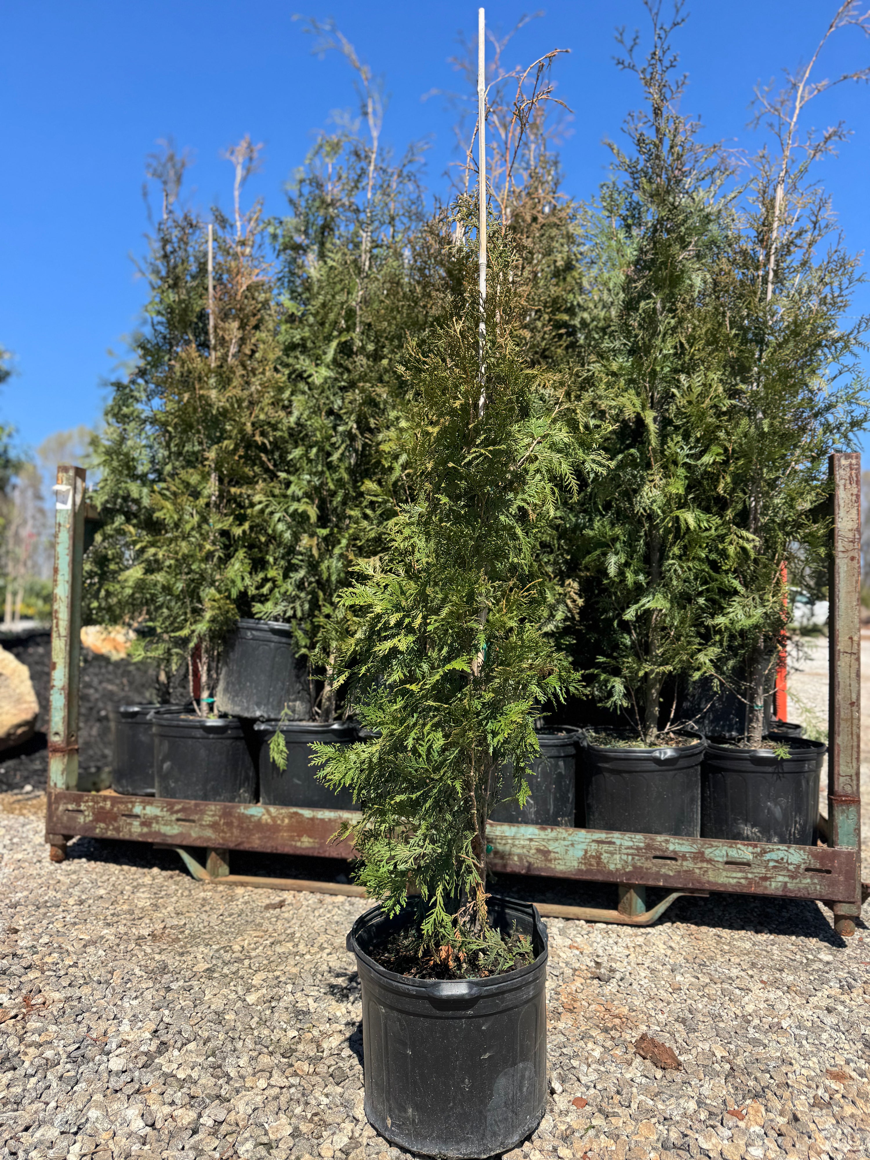 American Pillar Arborvitae 