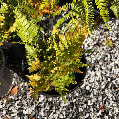 Autumn fern