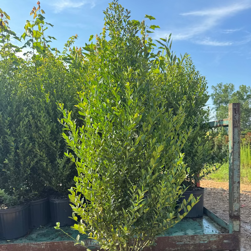 Ilex &