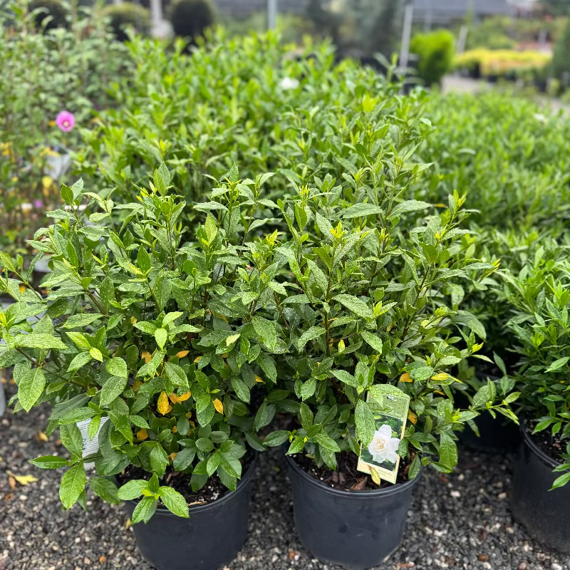 August Beauty Gardenia 