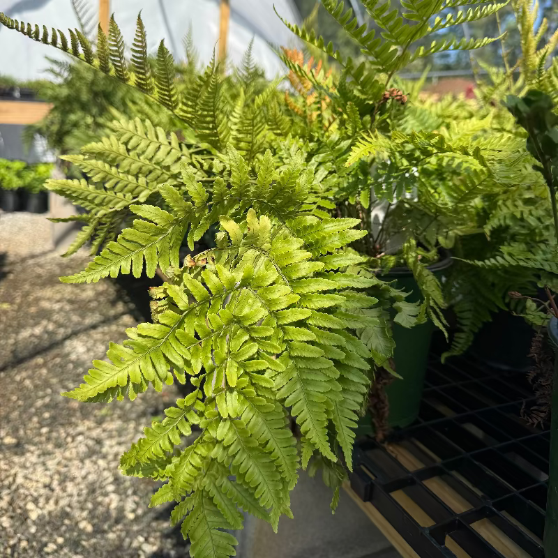 Autumn Fern 
