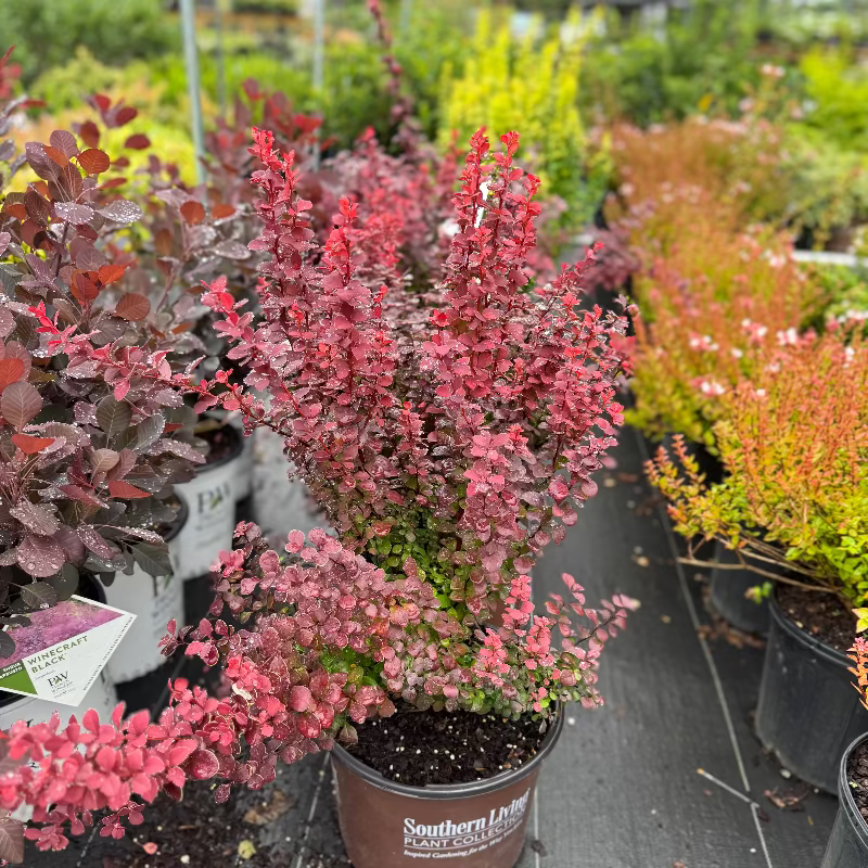 Barberry Orange Rocket 