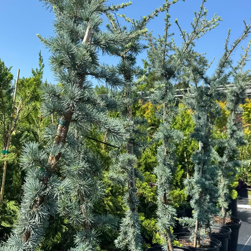 Cedar "Blue Atlas&