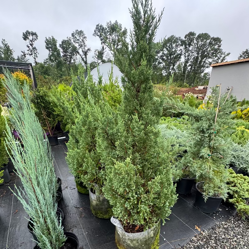 Blue Point Juniper 