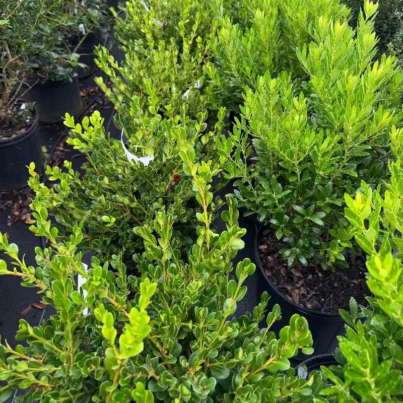 Boxwood &