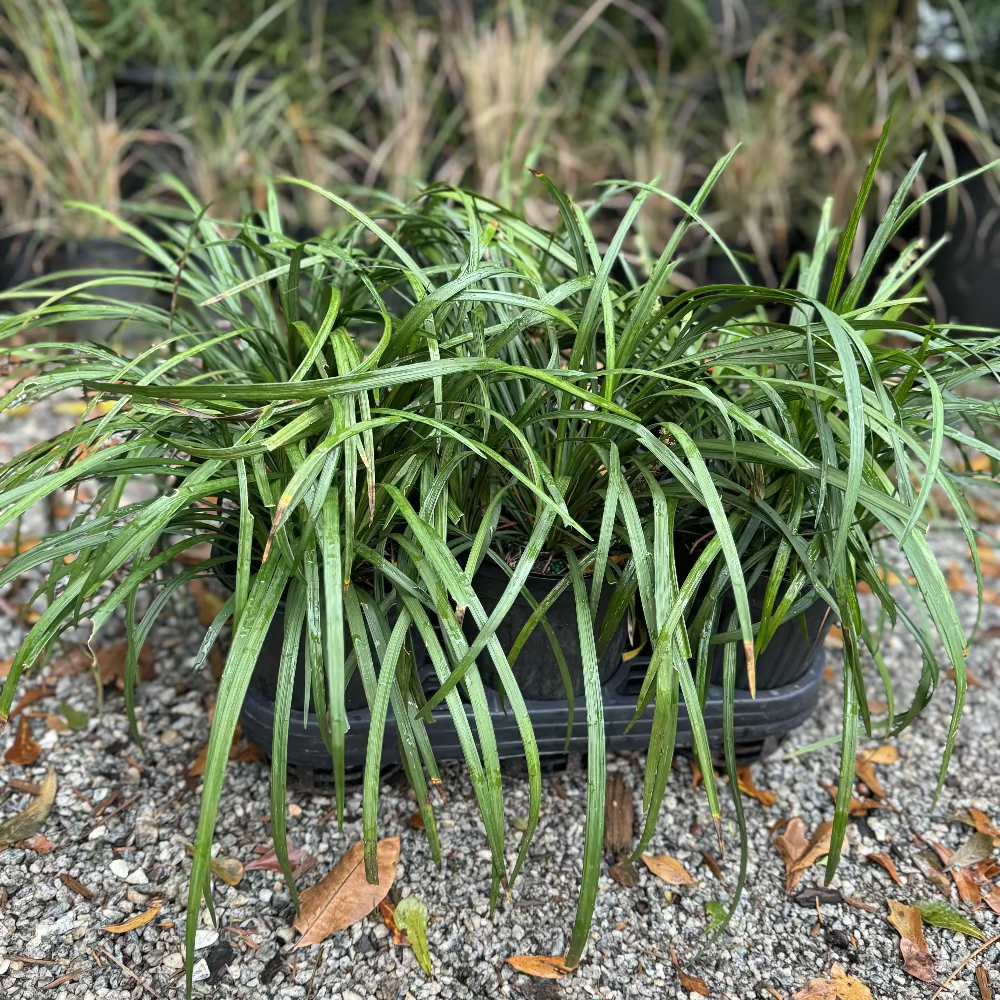 Big Blue Liriope