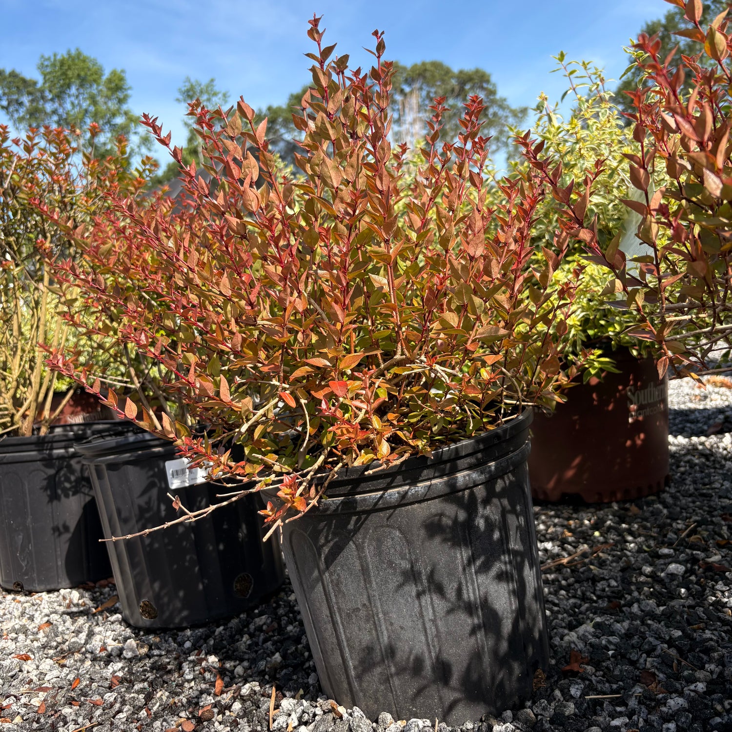 Rose Creek Abelia