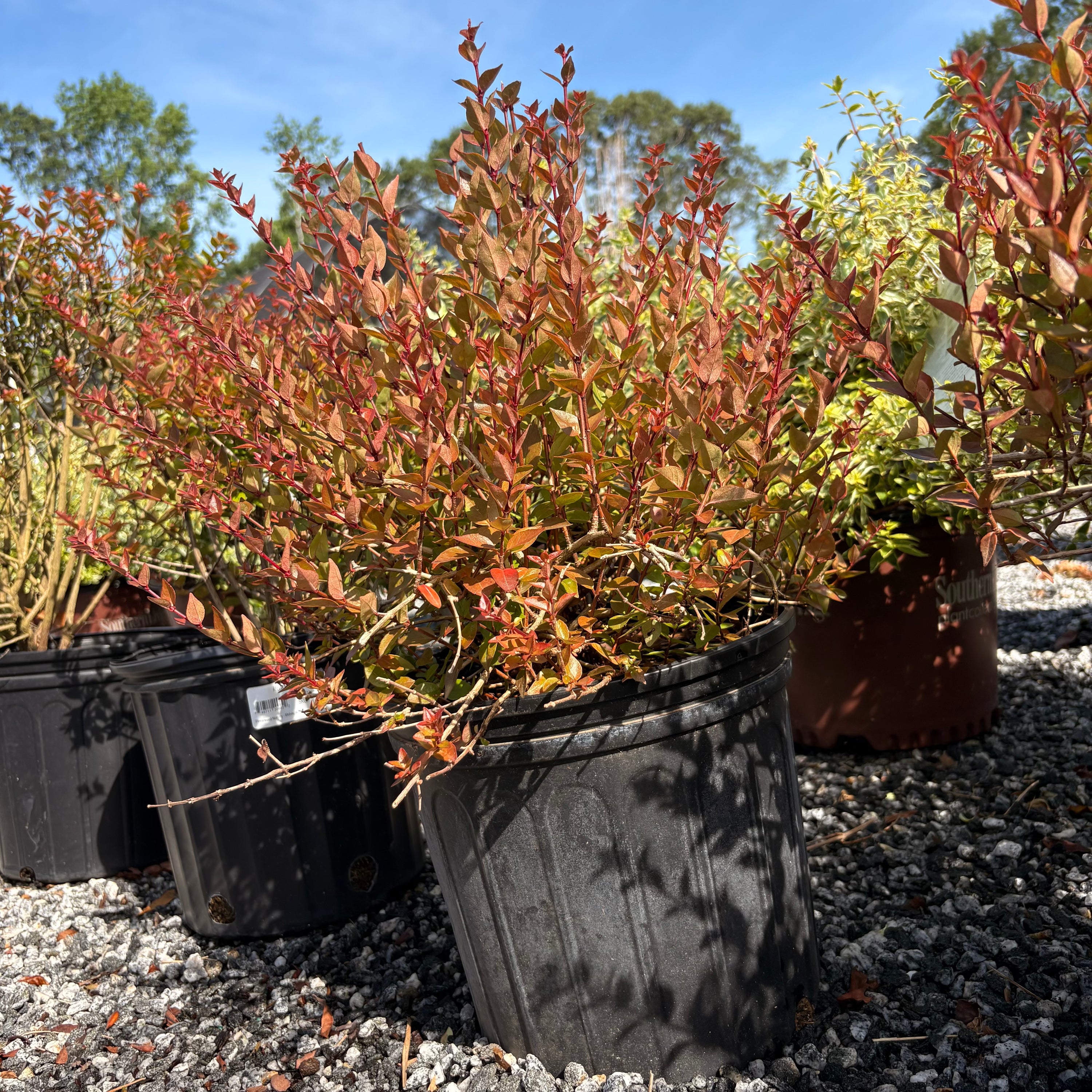 Rose Creek Abelia 