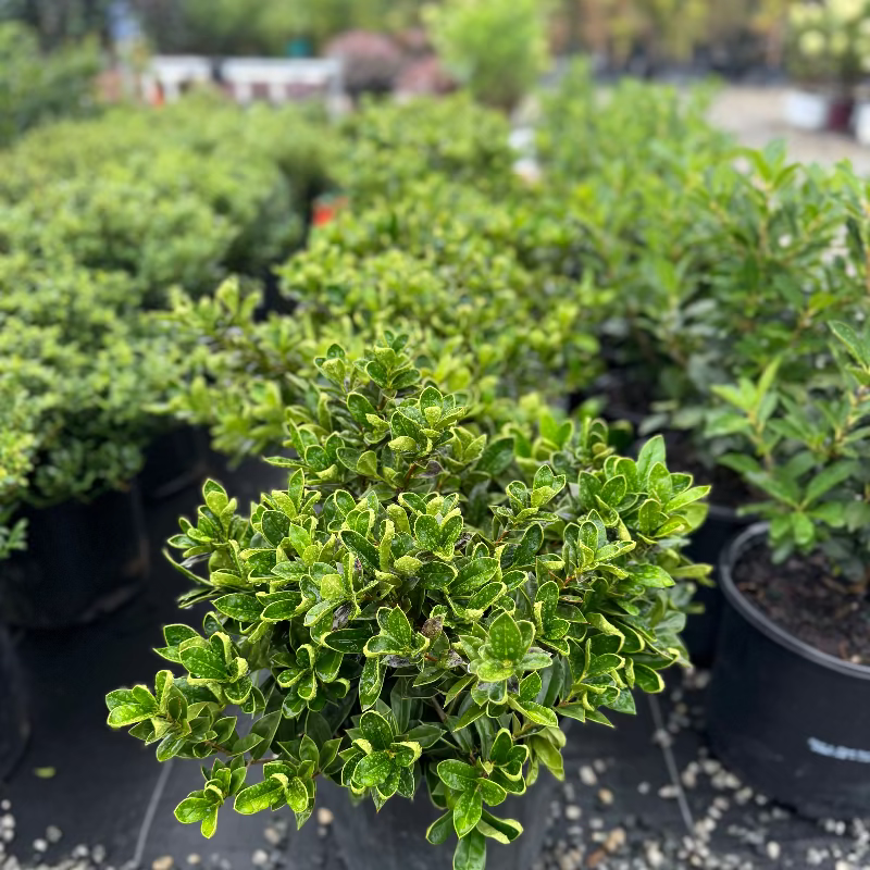 Ilex Carissa Holly 