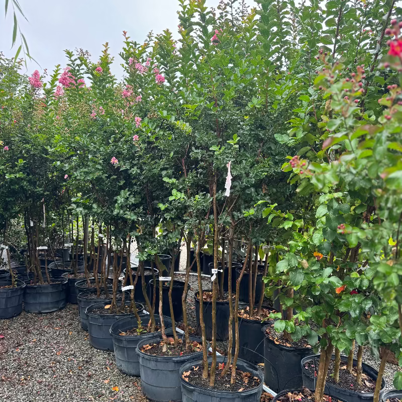 Crape Myrtle &