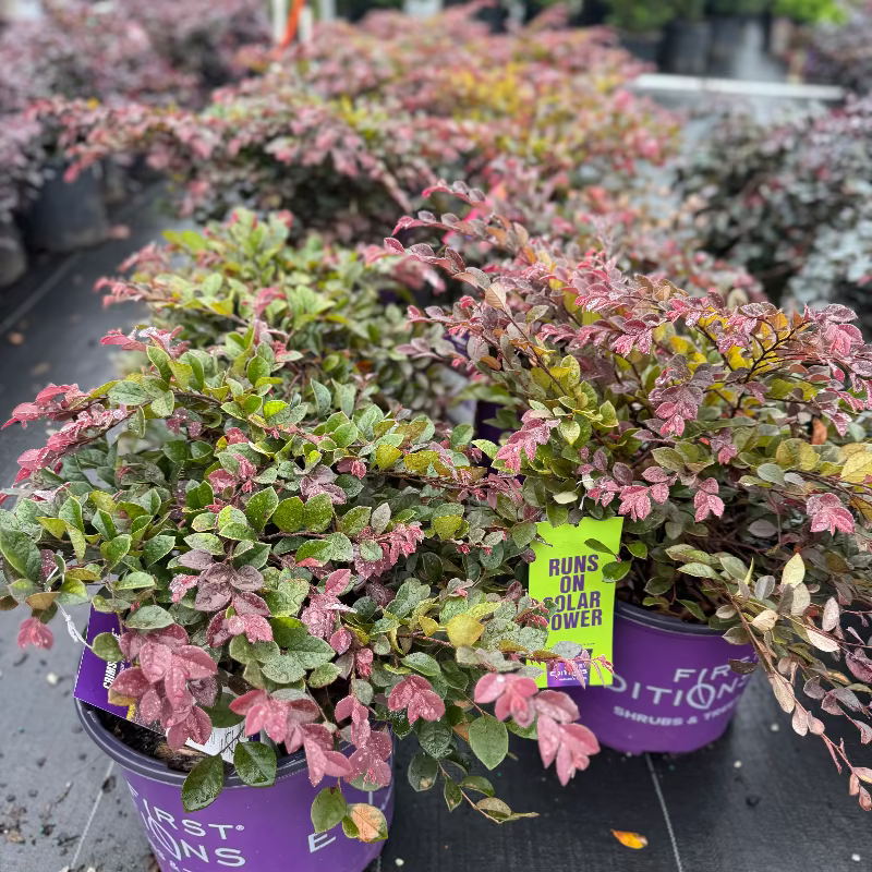 Crimson Fire Loropetalum