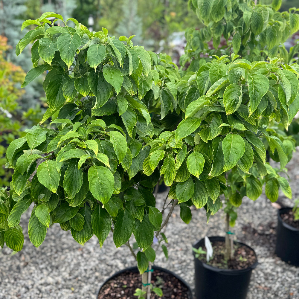 Cloud Nine Dogwood