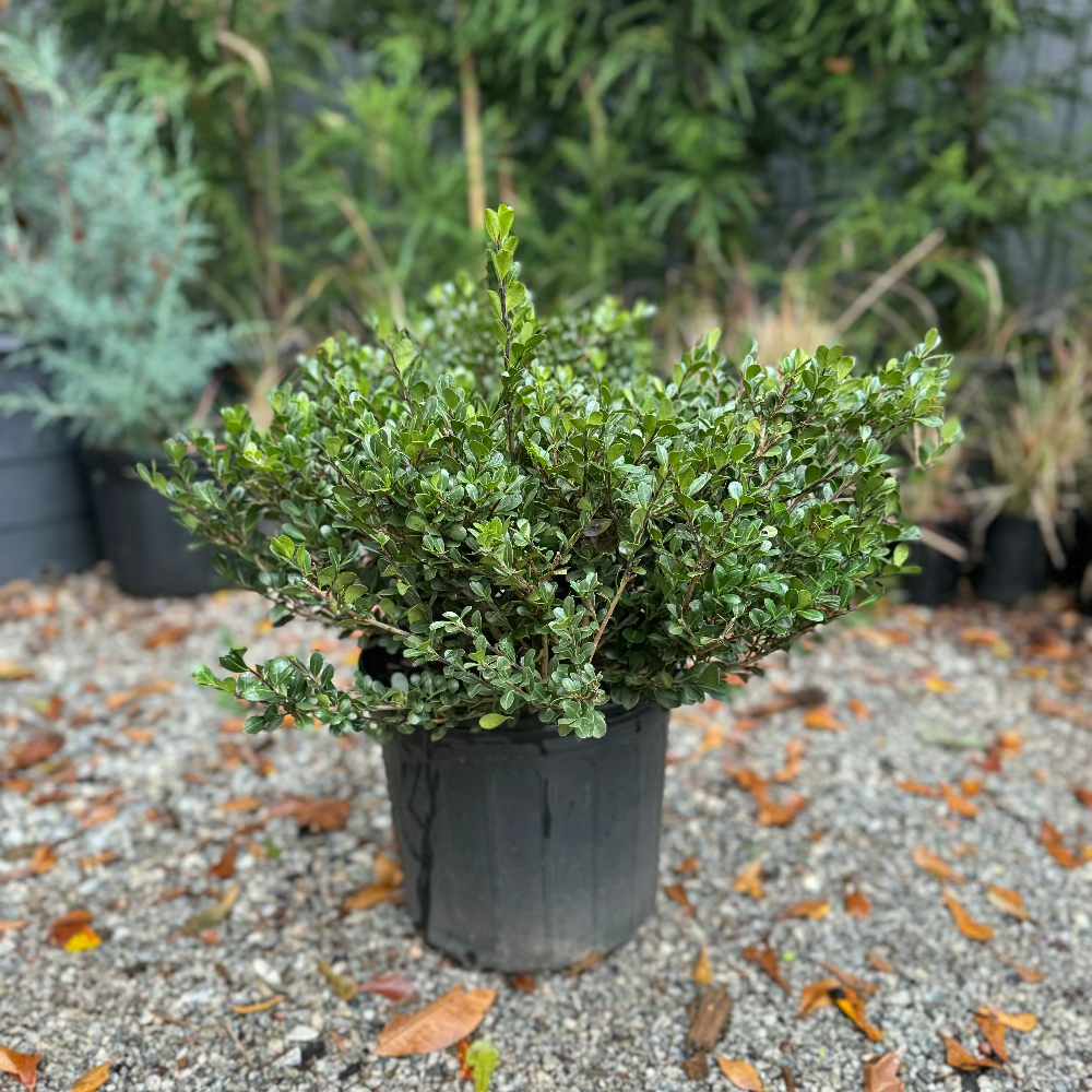 Compacta Japanese Holly