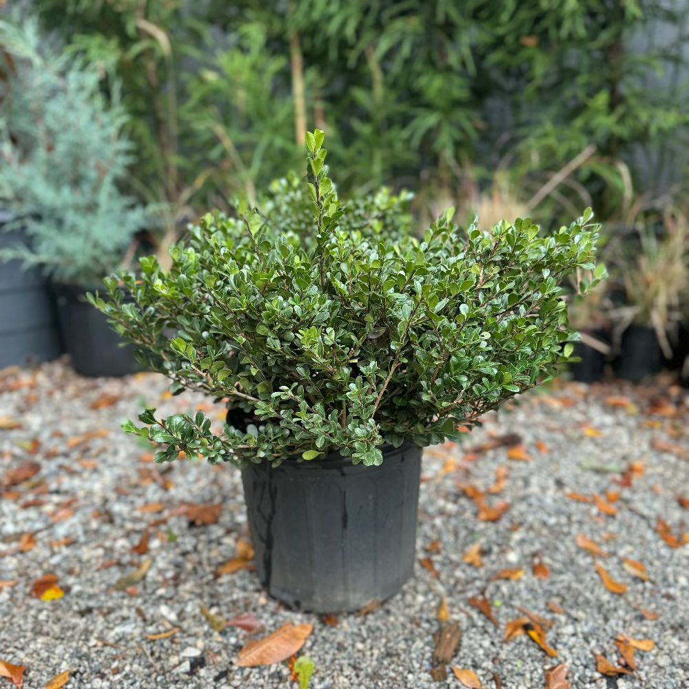 Ilex Compacta Japanese Holly 