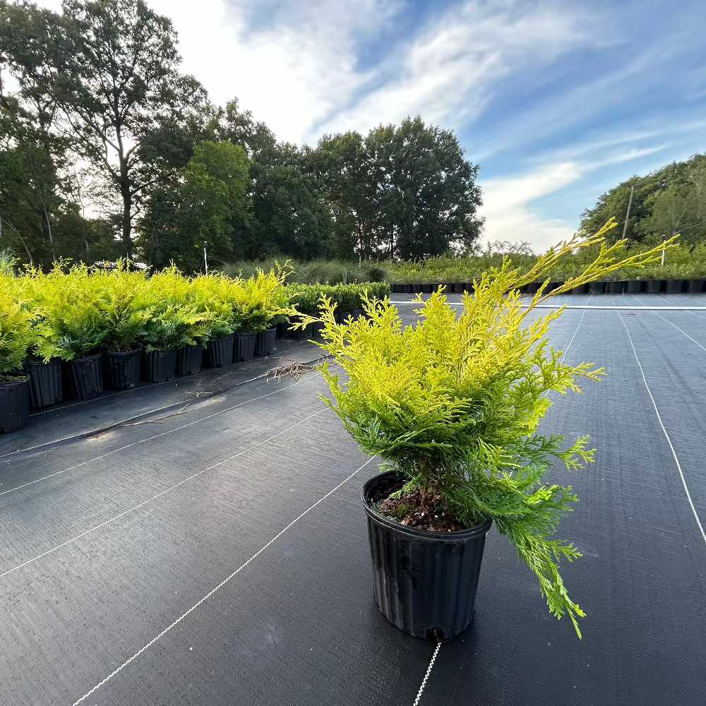 Crippssii Golden Hinoki Cypress