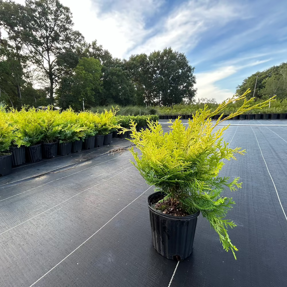 Cripps’ Golden Hinoki Cypress