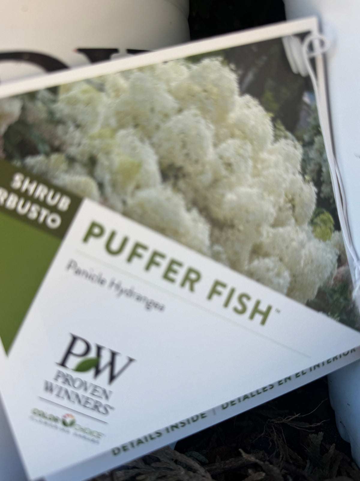 Hydrangea ‘ Puffer Fish’