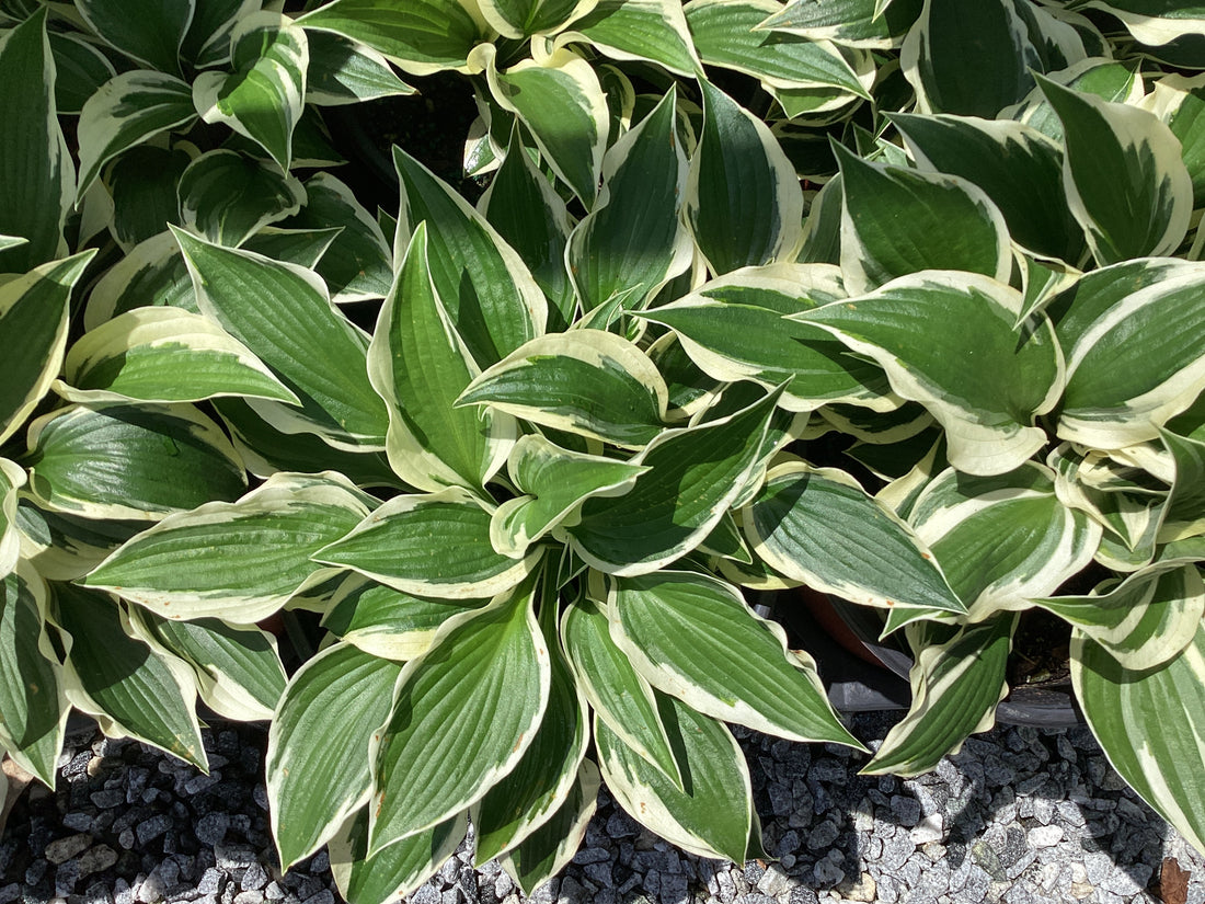 Hosta Patriot