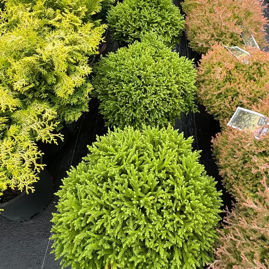 Cryptomeria &