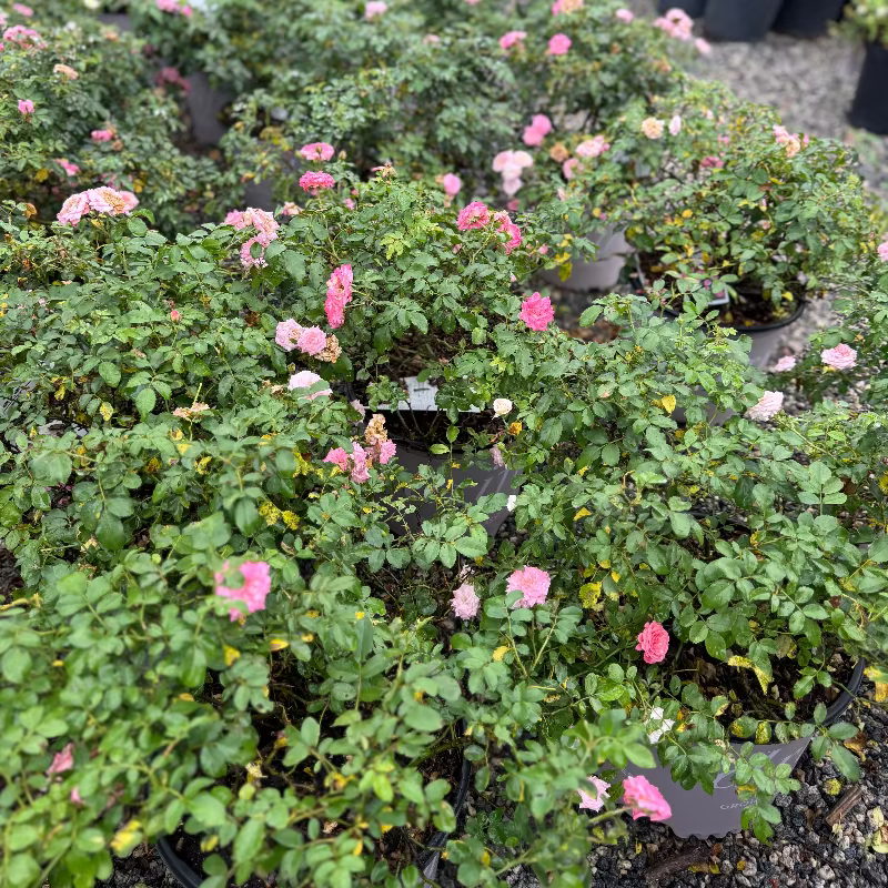 Drift Rose Sweet 