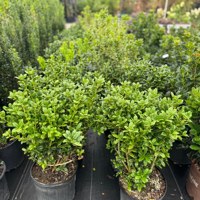 Ilex Dwarf Burford Holly 