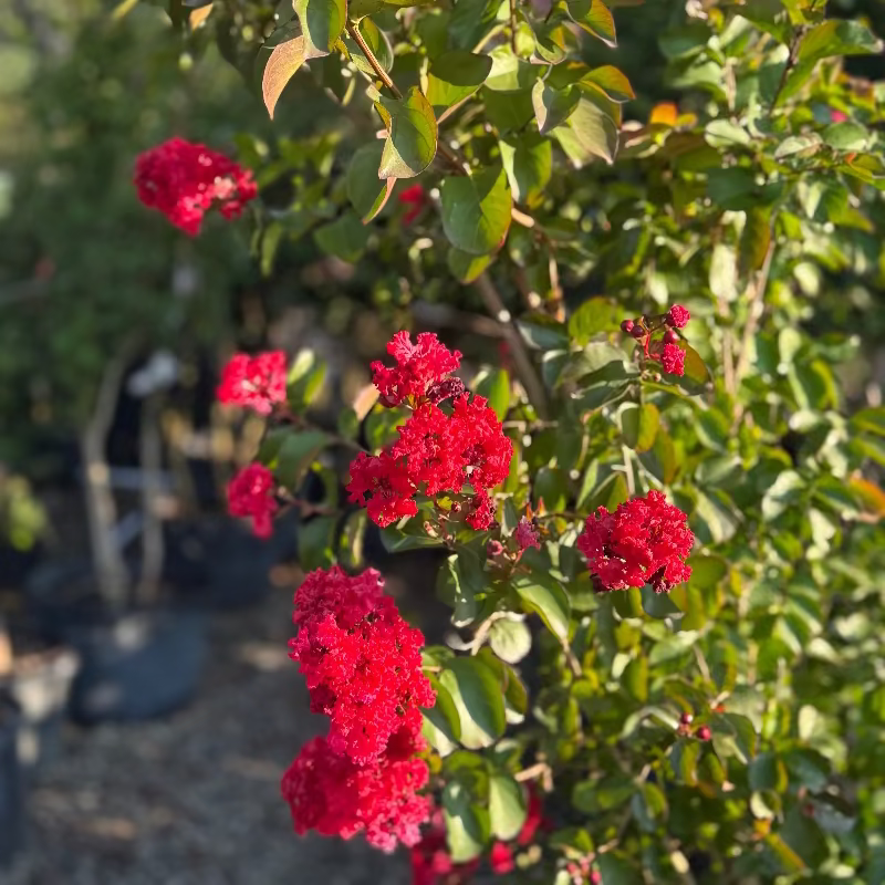 Crape Myrtle &