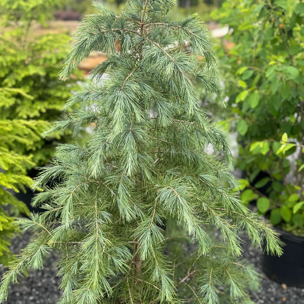 Deodar Cedar