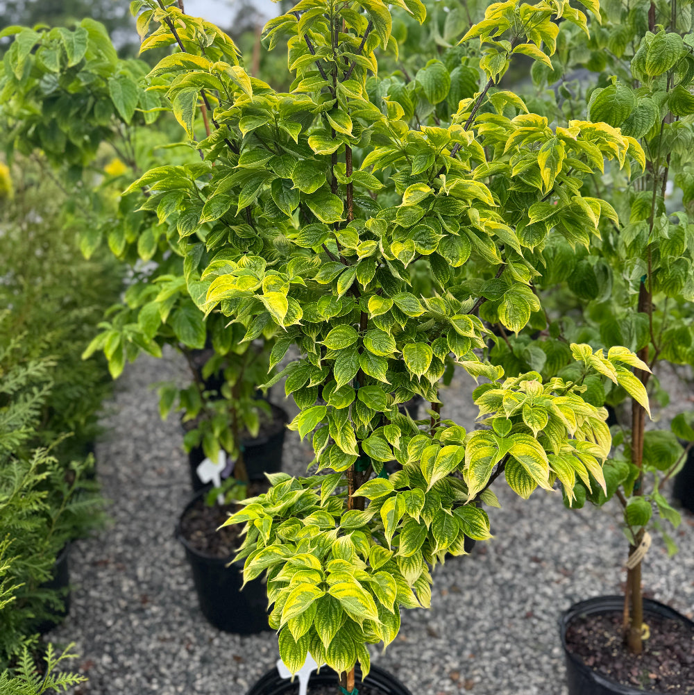 Celestial Shadow Dogwood