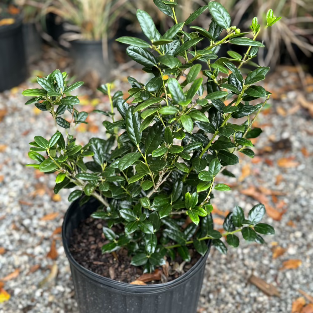 Dwarf Burford Holly