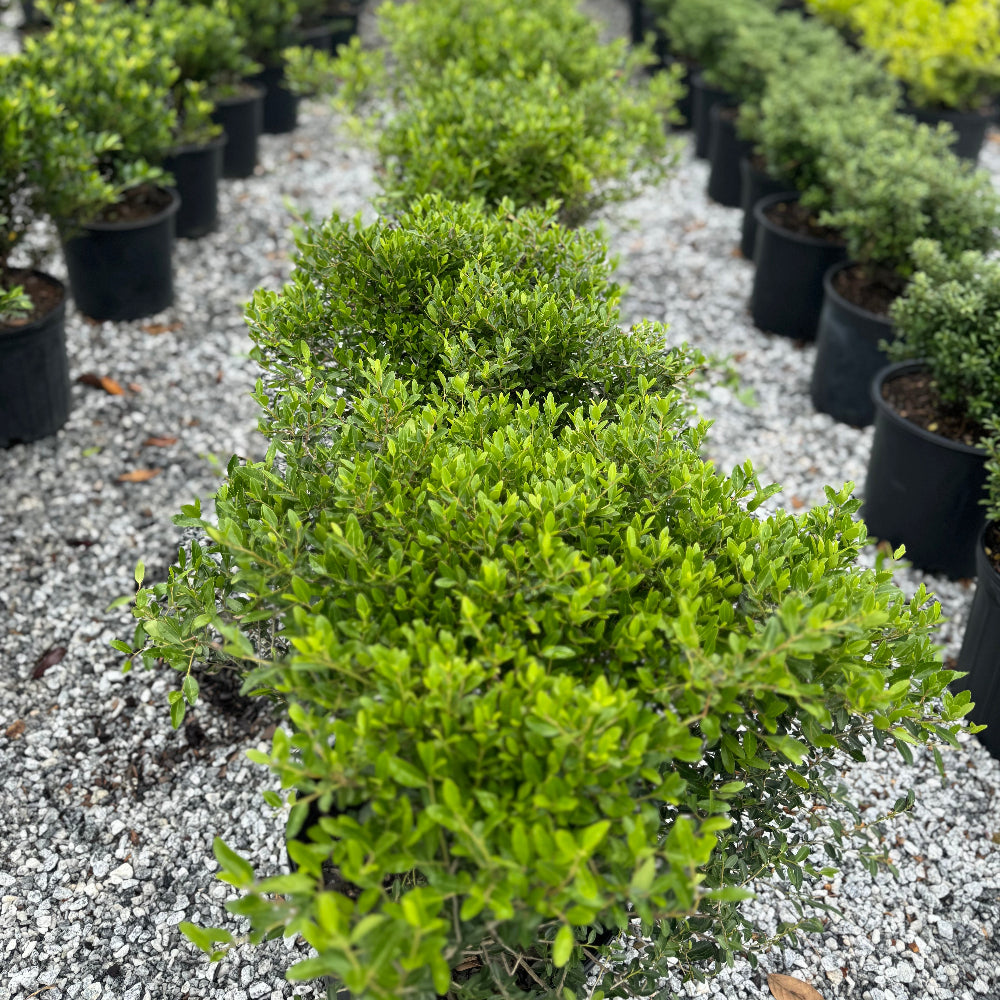 Dwarf Yaupon Holly