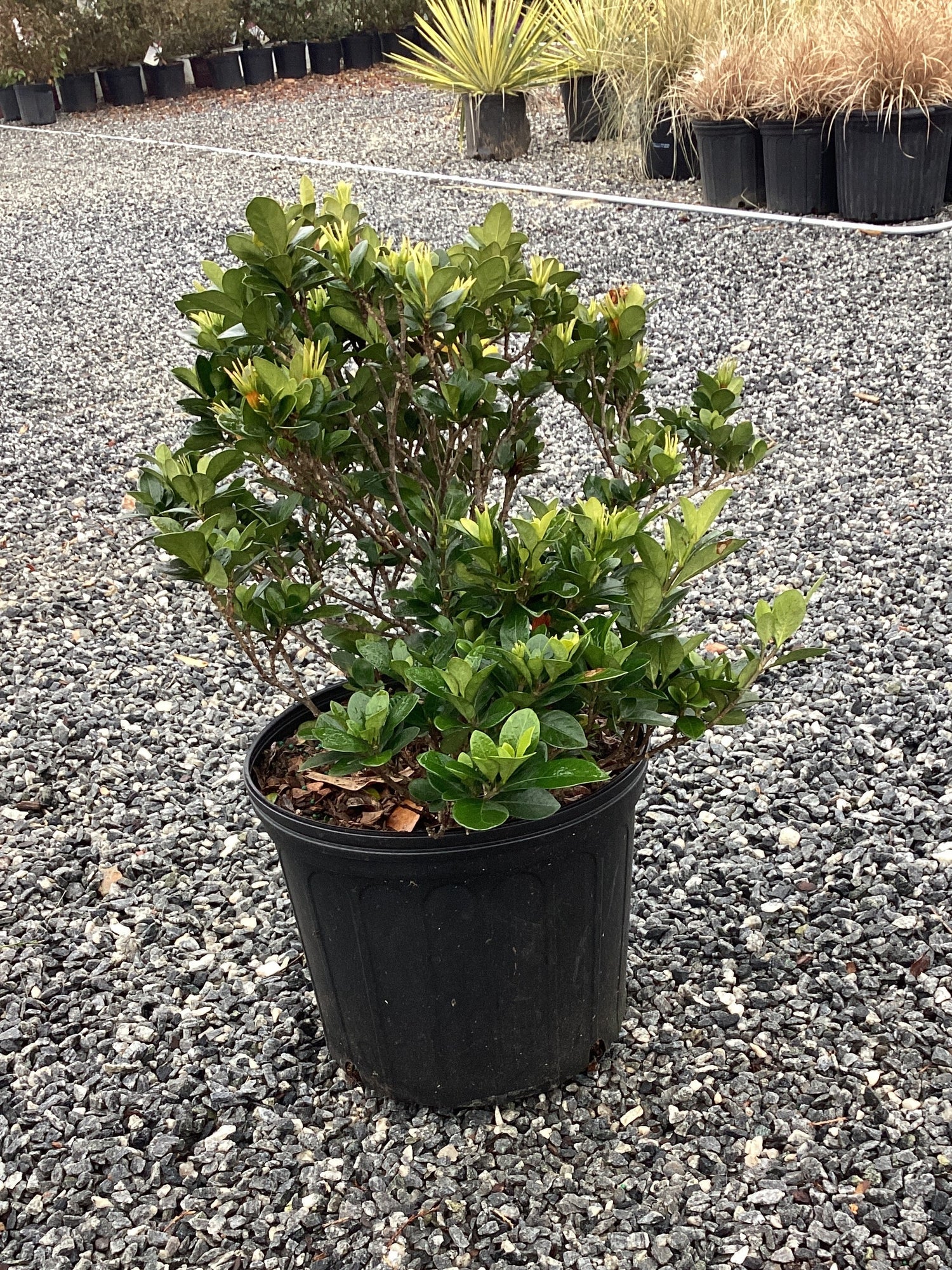 Kleim’s Hardy Gardenia