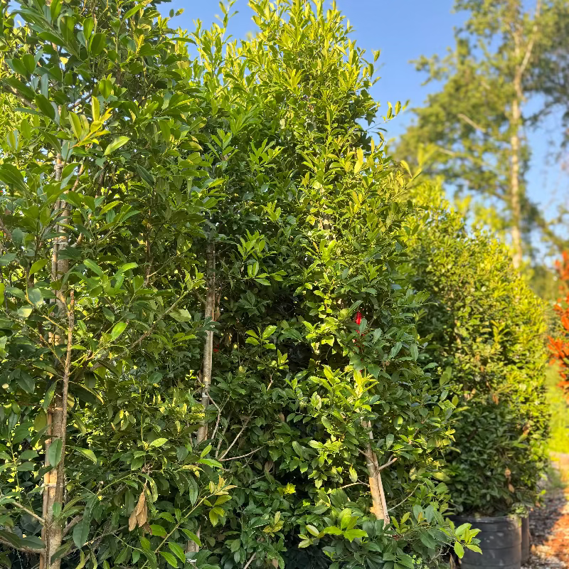 Ilex Eagleston Holly 