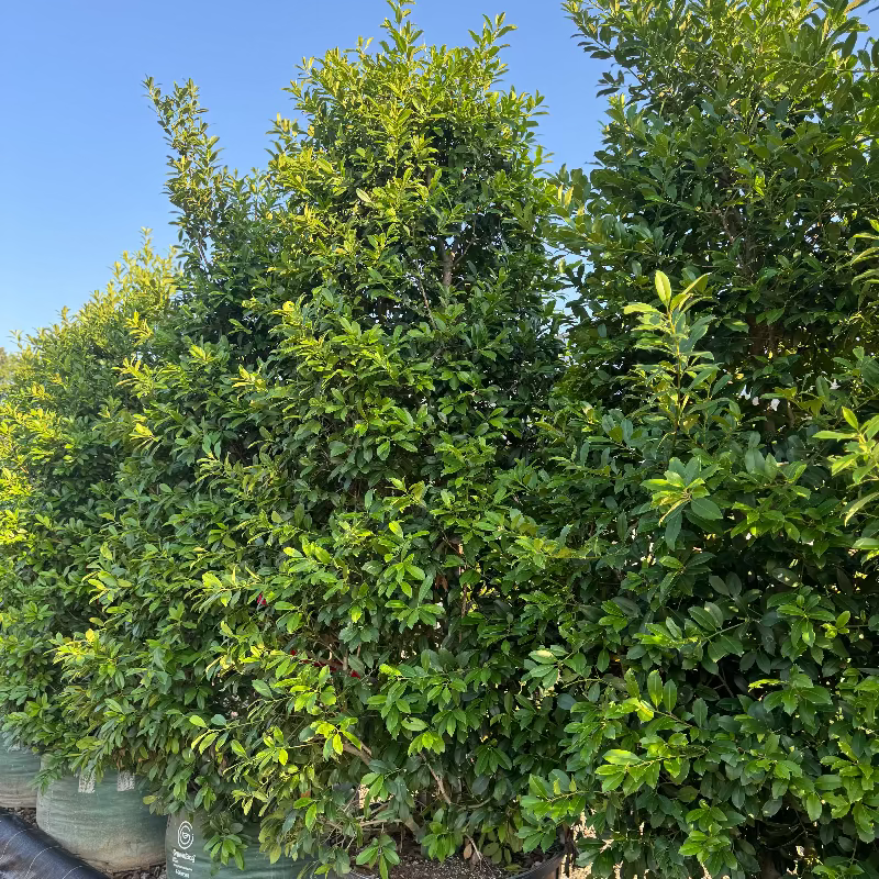 Ilex &