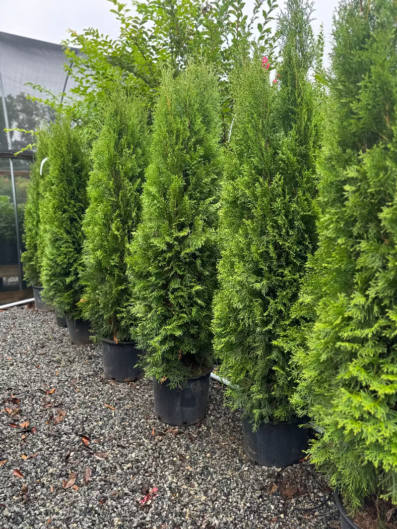Thuja Emerald Green Arborvitae 