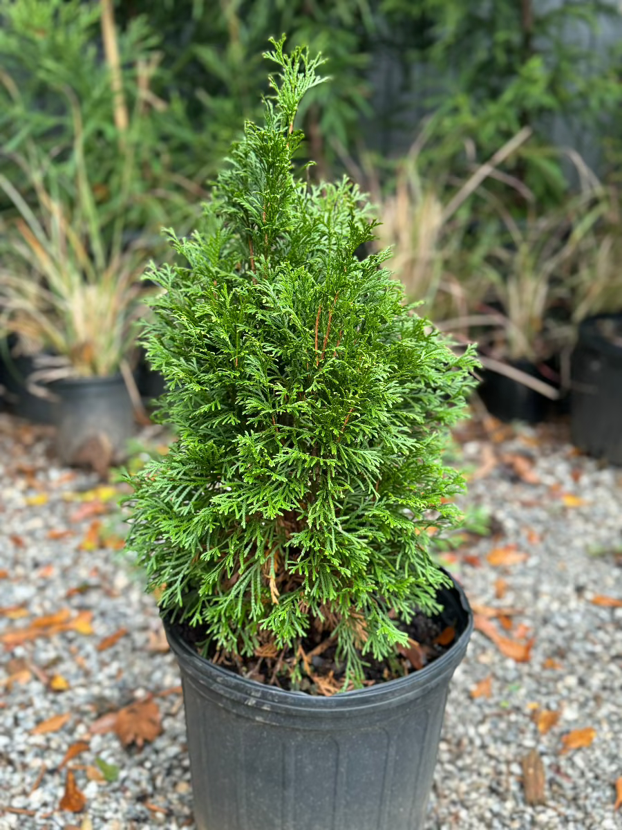 Emerald Green Arborvitae