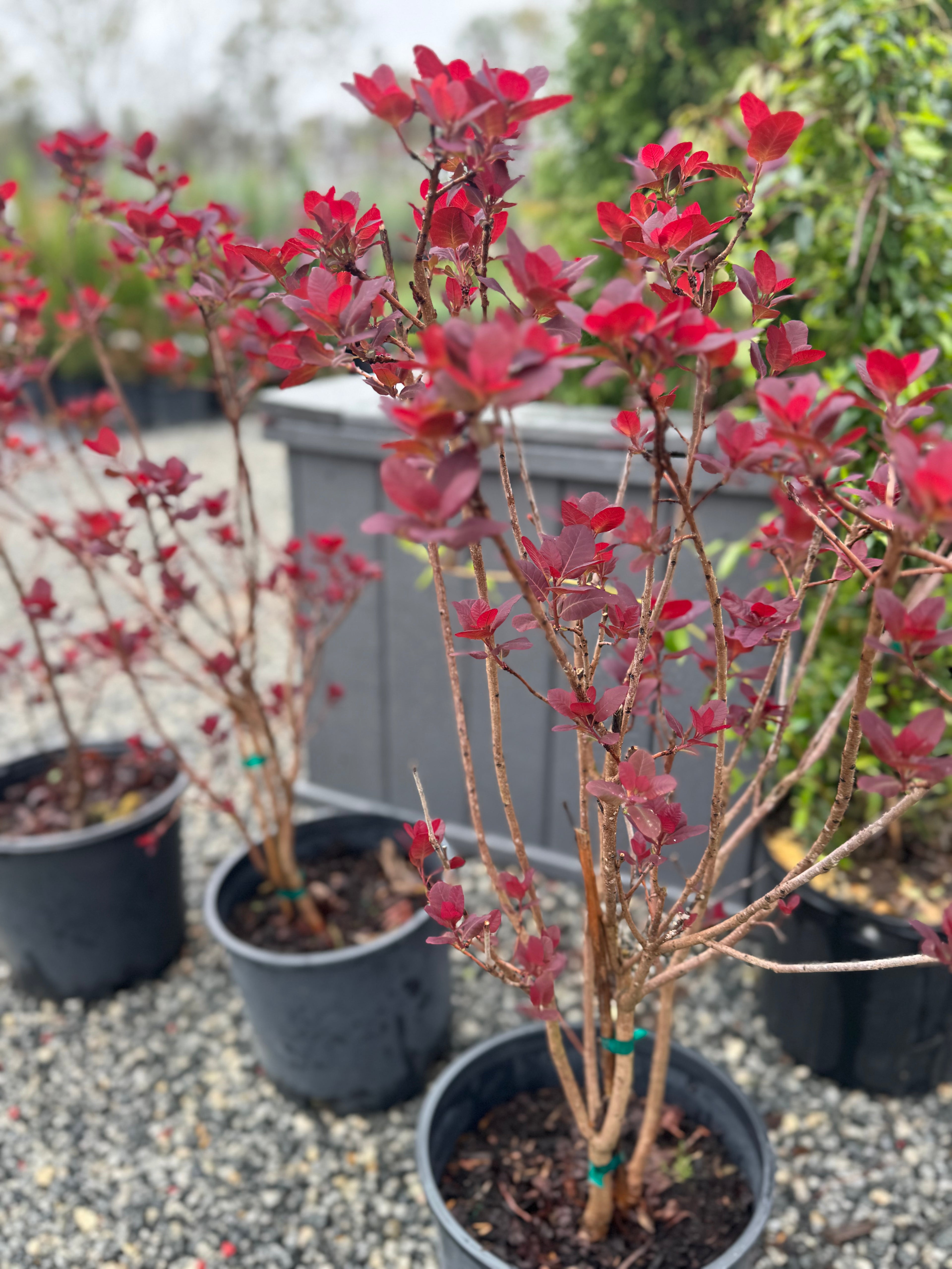 Smokebush