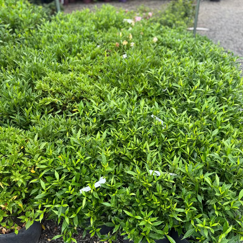 Frostproof Gardenia 