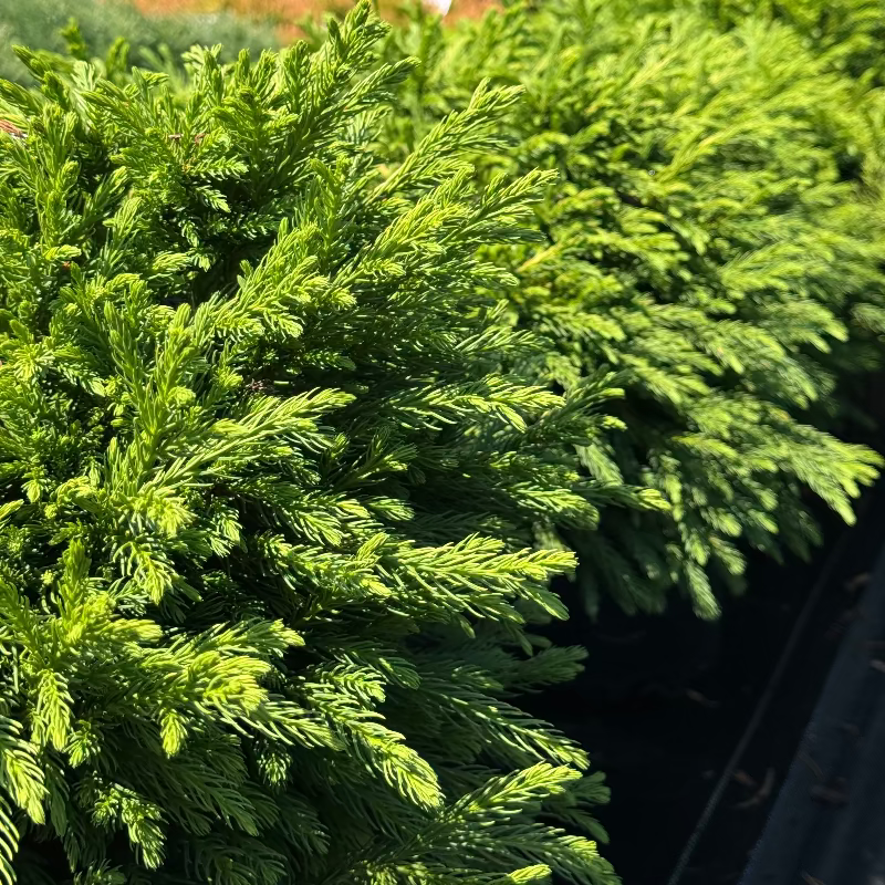 Cryptomeria ‘Globosa Nana’ 