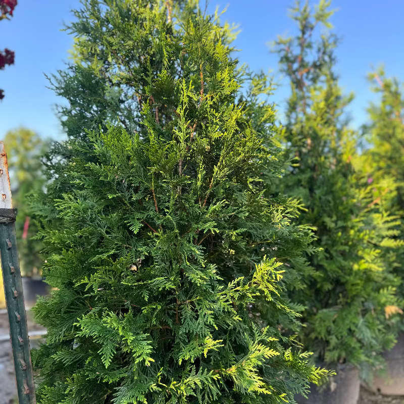 Green Giant Arborvitae 